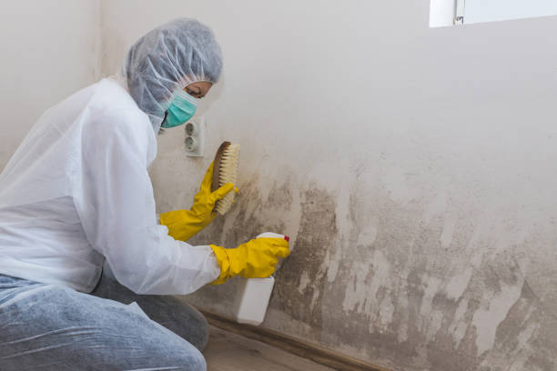Best Mold Remediation for Specific Building Types in Cedar Point, NC