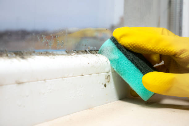 Professional Mold Remediation in Cedar Point, NC