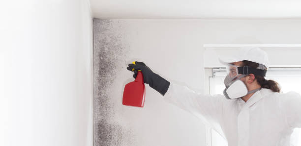 Best Post-Remediation Services in Cedar Point, NC