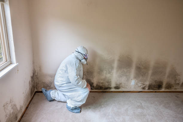 Best Insurance-Related Mold Remediation in Cedar Point, NC