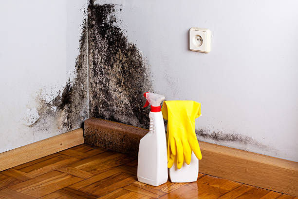 Best Mold Remediation for Schools in Cedar Point, NC