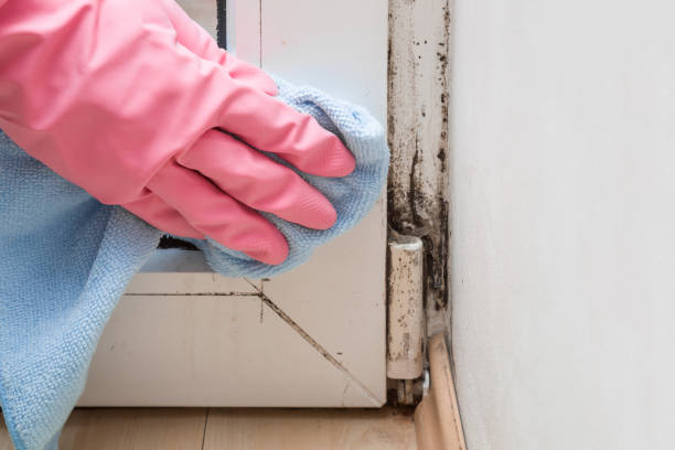 Best Residential Mold Remediation in Cedar Point, NC