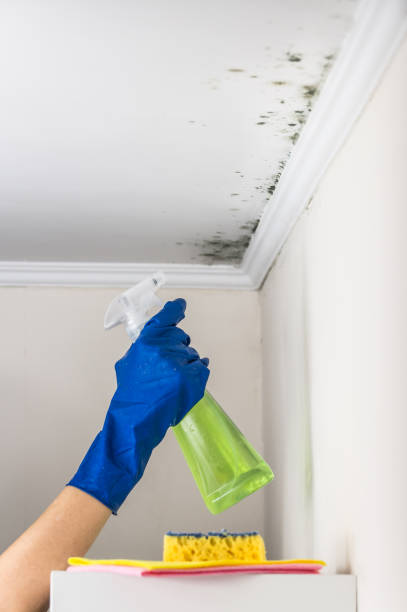 Best Black Mold Remediation in Cedar Point, NC